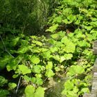 Green Leaves,Wild Water