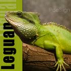 Green Leguan