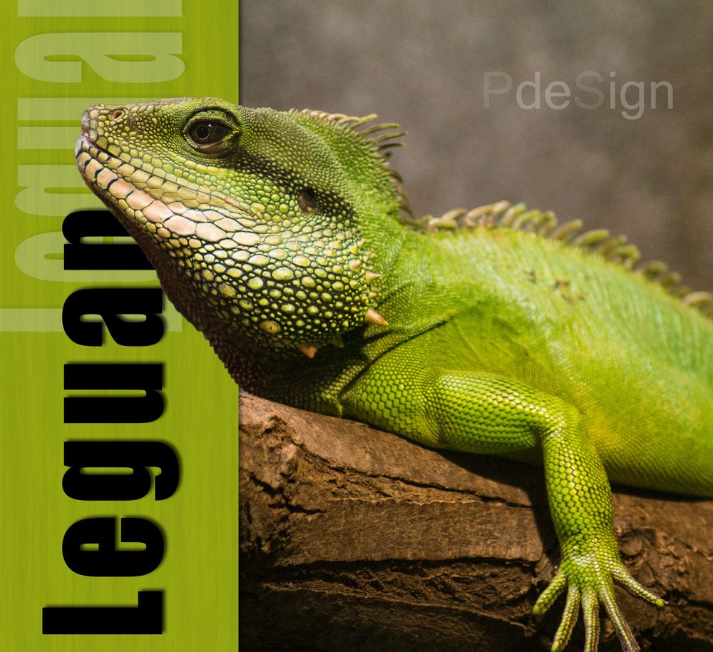 Green Leguan