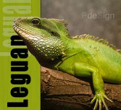 Green Leguan