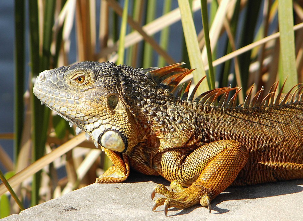 Green Leguan