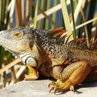 Green Leguan