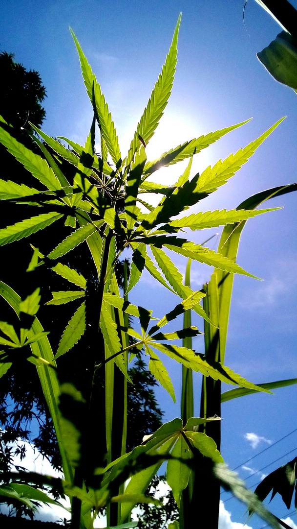 Green Life & Blue Sky