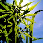 Green Life & Blue Sky