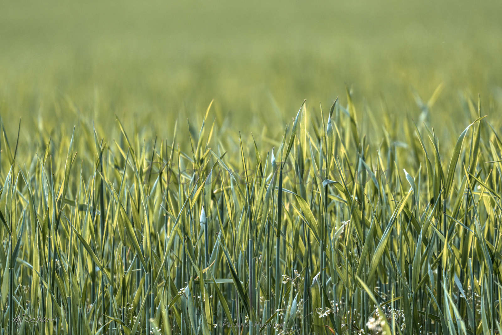 Green Line Foto & Bild | stillleben, pflanzen, pilze & flechten ...