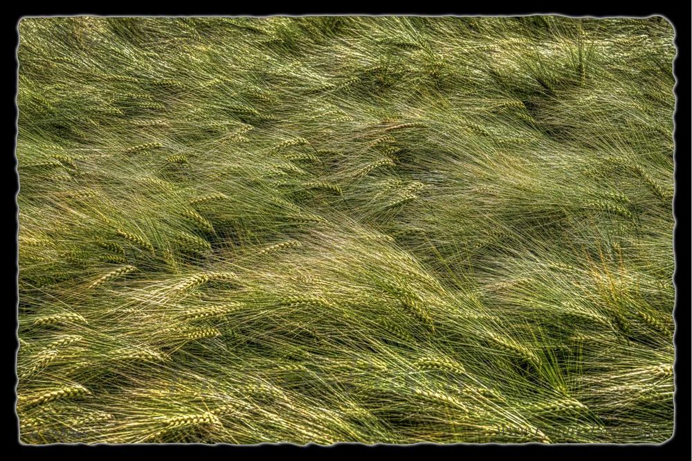 "Green Lines"