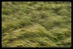"Green Lines"