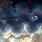 Green Lipped Giant Clam