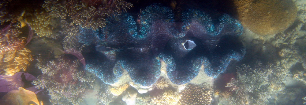 Green Lipped Giant Clam