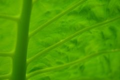 green liquid leaf