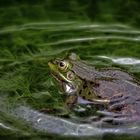 "green living on the lake"