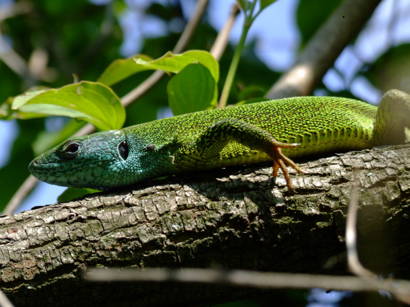 green lizard 1