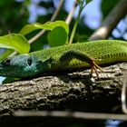 green lizard 1