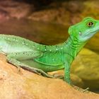 green lizard