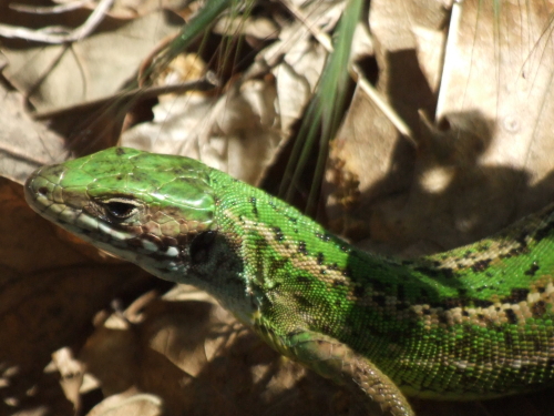 green lizard