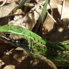 green lizard