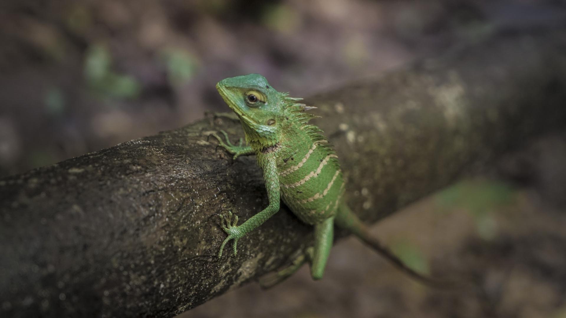 Green Lizard