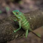 Green Lizard