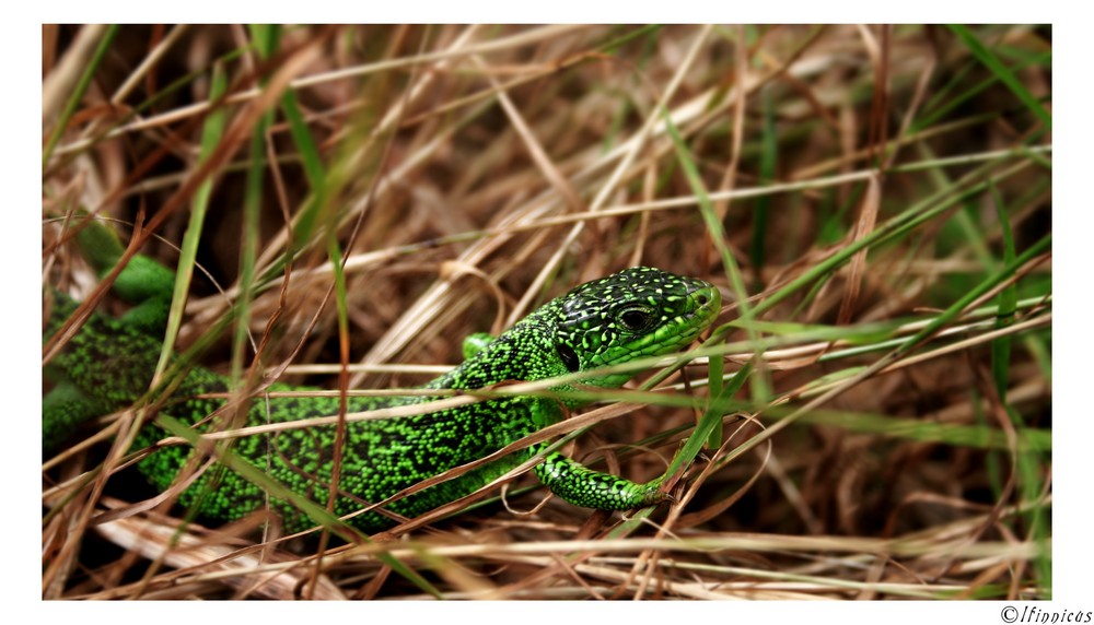 Green Lizard