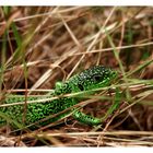 Green Lizard