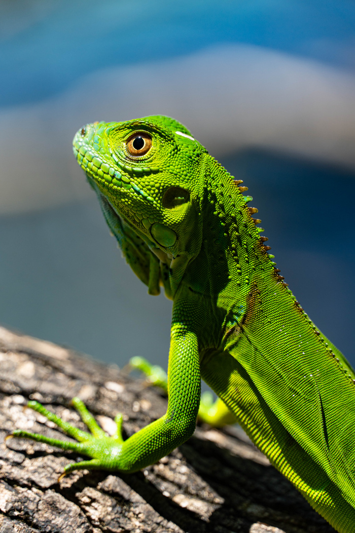 Green Lizard