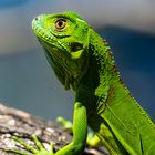 Green Lizard