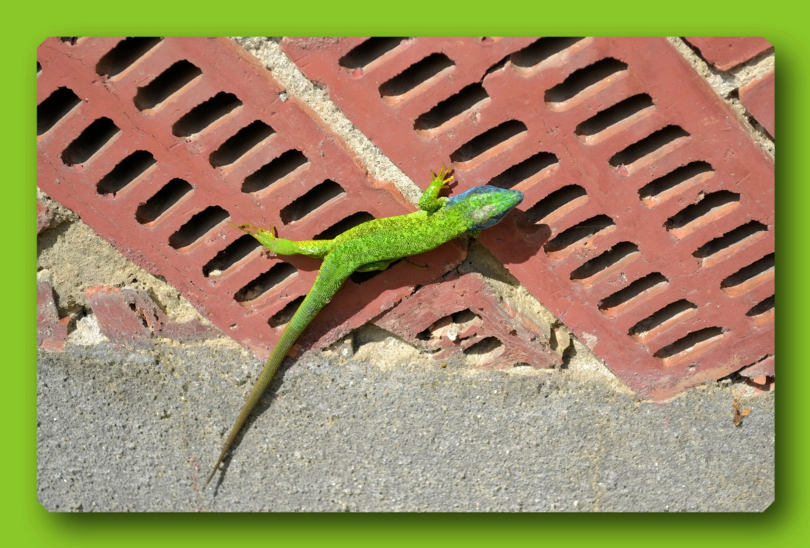 Green lizard