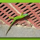 Green lizard