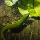 Green Lizard