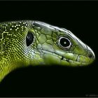 green lizard