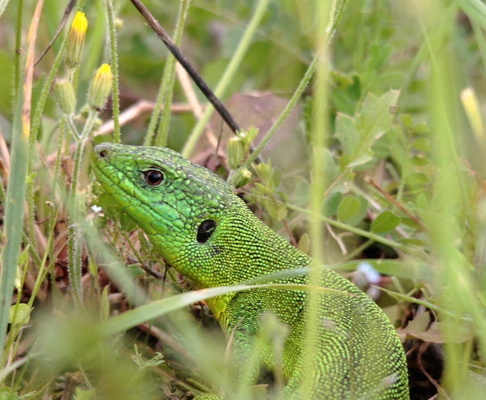 green lizard