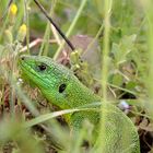 green lizard