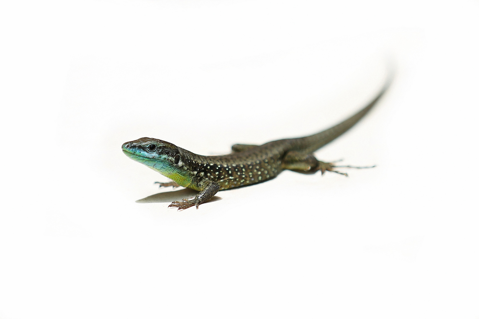 Green Lizard - Smaragdeidechse - Lacerta bilineata