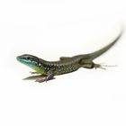 Green Lizard - Smaragdeidechse - Lacerta bilineata