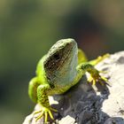 Green Lizard watching me...