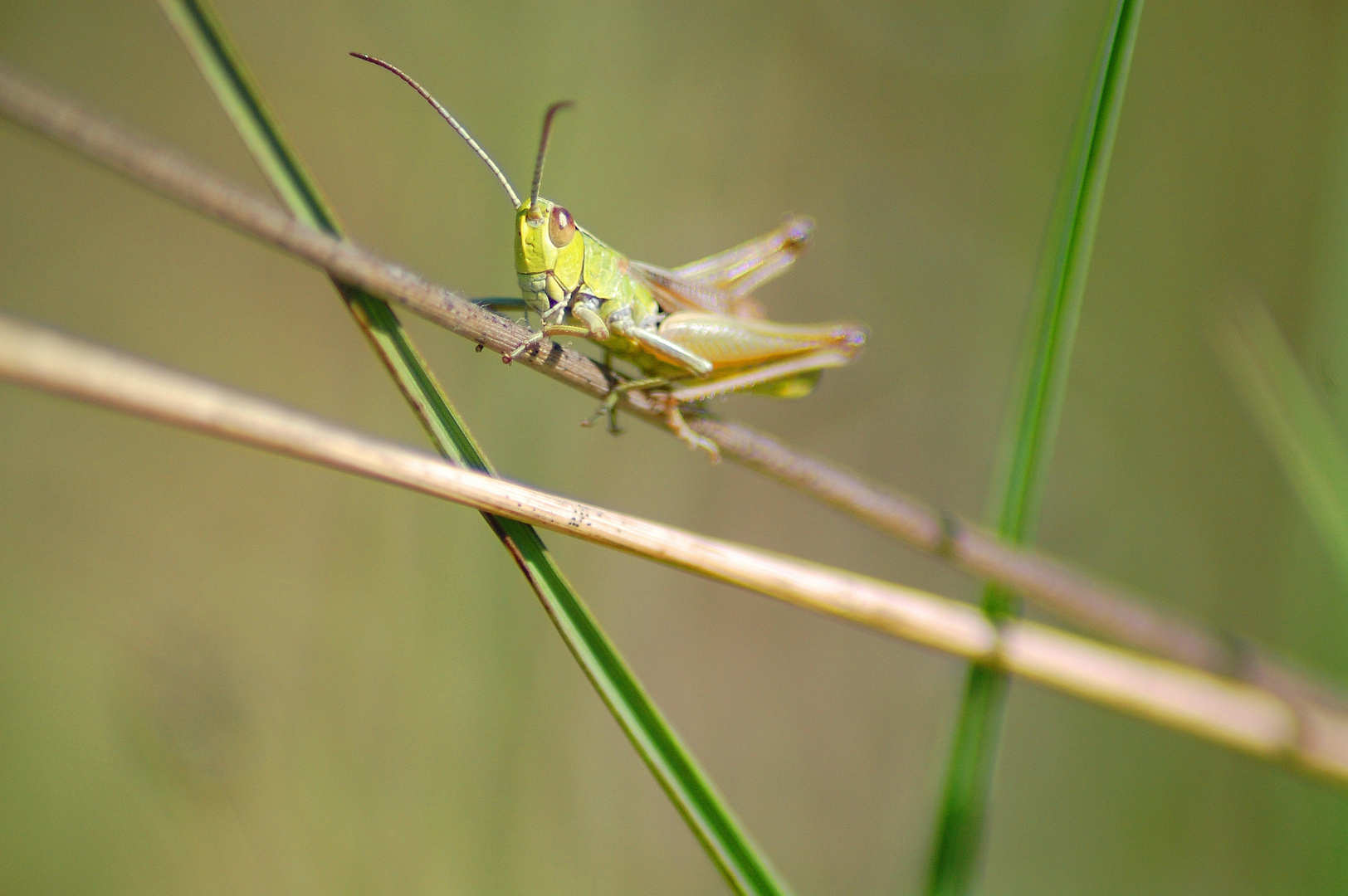 green locust