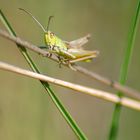 green locust