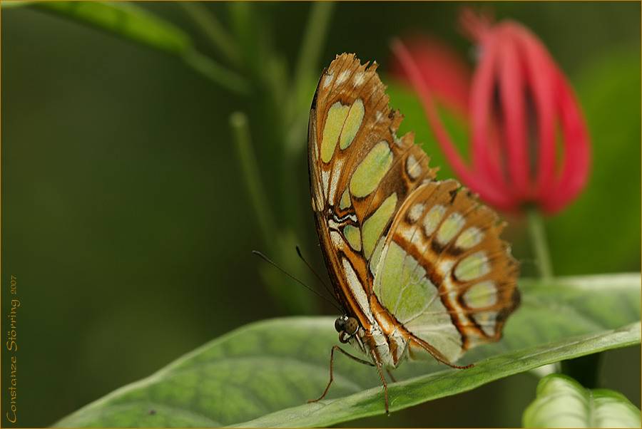 Green Longwing