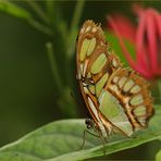 Green Longwing