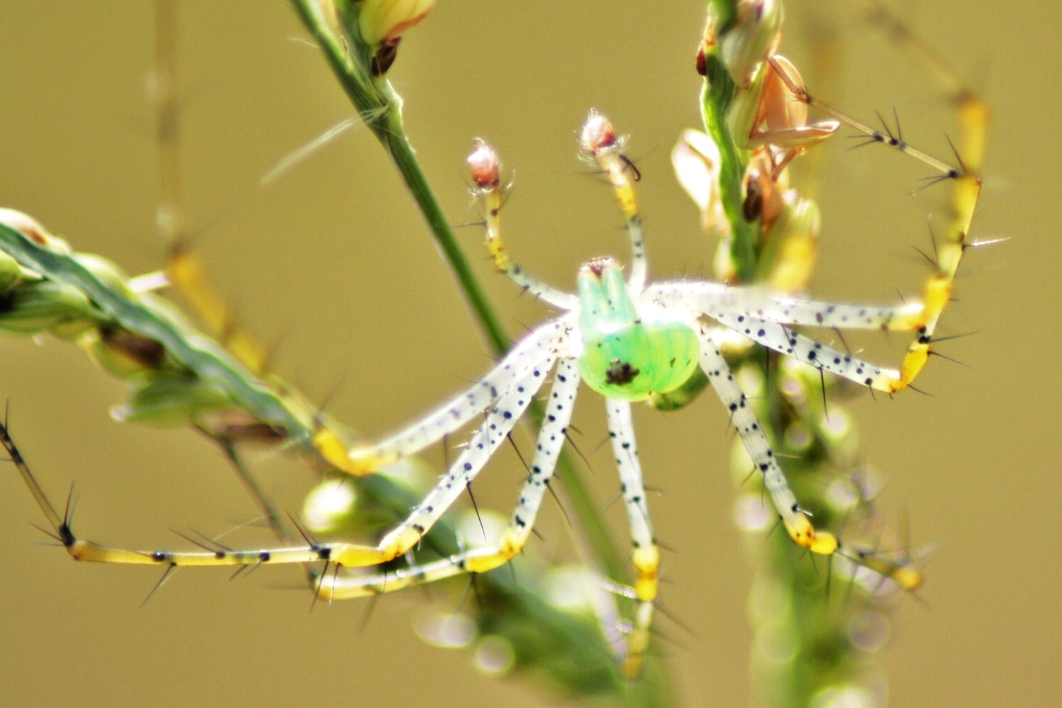 Green Lynx Spider