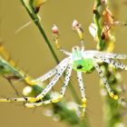 Green Lynx Spider