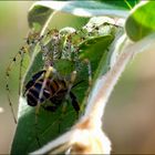 Green Lynx Spider.....