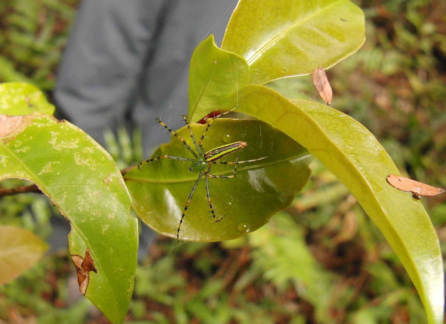 Green Lynx - Spider