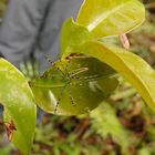 Green Lynx - Spider