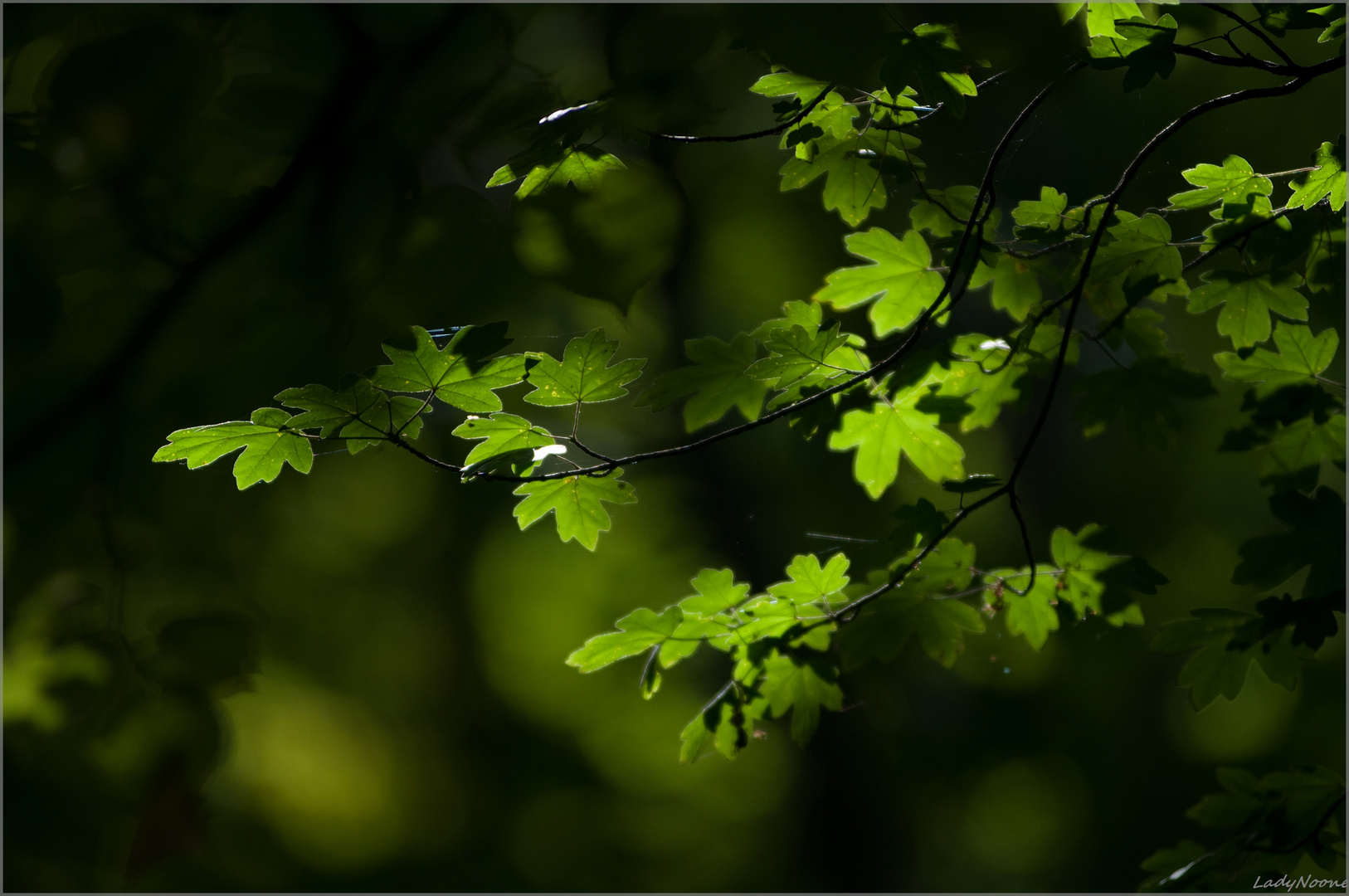 Green madness