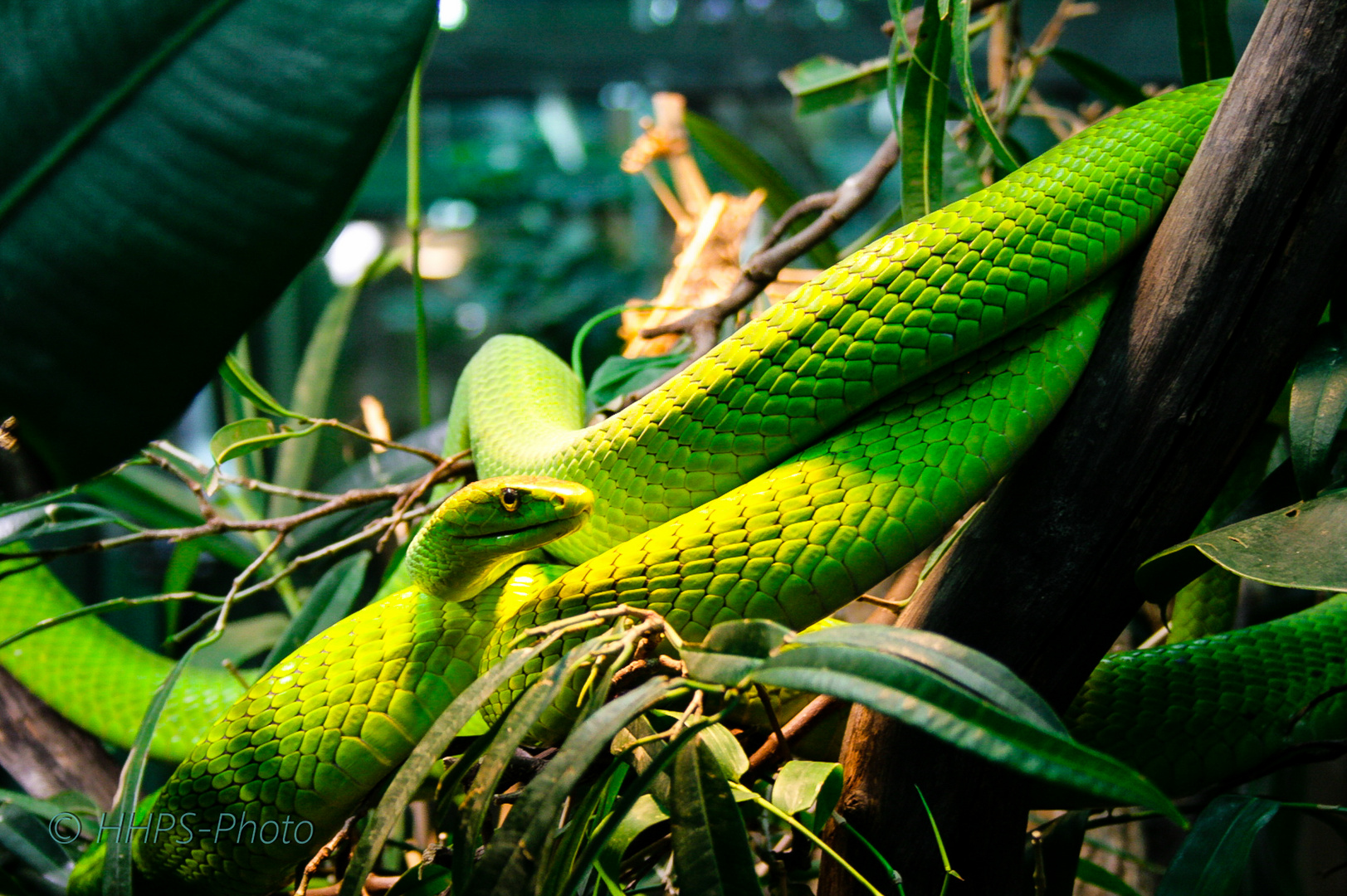 Green Mamba