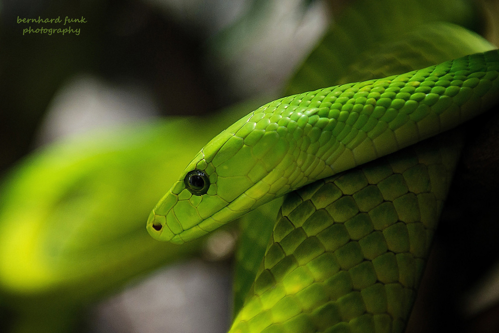 Green Mamba [113_3190]