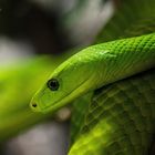 Green Mamba [113_3190]