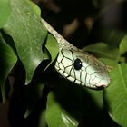 Green Mamba