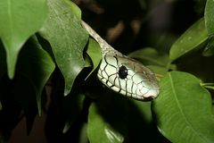 Green Mamba